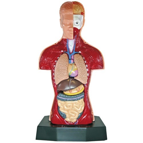Eduplay Anatomie Menschlicher Torso, 24 cm
