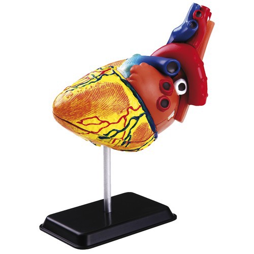 Eduplay Anatomie Modell Herz, 31-teilig
